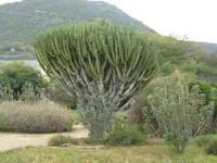 Euphorbia ingens