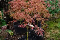 'Crimson Queen'
