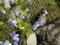 Pinguicula corsica