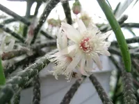 Rhipsalis pilocarpa blooms