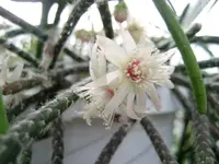 Rhipsalis pilocarpa blooms