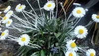 Celmisia dubia plant