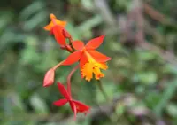 Epidendrum radicans flower