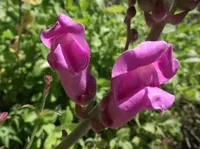 Antirrhinum australe (Antirrhinum australe) plant