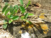 white moneywort