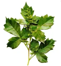 Nana Currantrhus