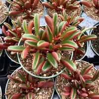 Peperomia graveolens in pot