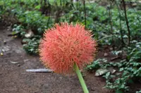 fireball lily