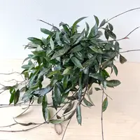 Hoya lacunosa 'Royal Flush' plant