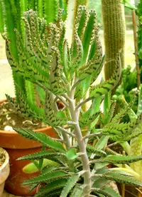 Kalanchoe × houghtonii
