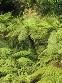 flying spider-monkey tree fern