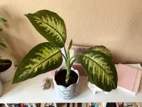 Dieffenbachia Star Bright