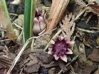 Variegated Cast Iron Plant
