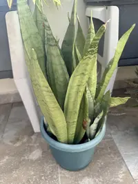Snake plant photo by a Botan App user