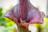 Amorphophallus konjac violet flower
