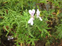Toothy Storksbill