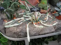 Corncob cactus