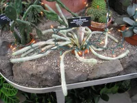 Corncob cactus (Euphorbia mammillaris) plant