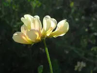 chaparral bird's-foot trefoil