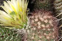 spiny hedgehog cactus