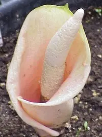 Amorphophallus bulbifer
