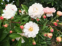 Rosa 'Penelope' plant