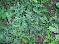 Northern maidenhair fern (Adiantum pedatum) plant