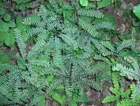 Northern maidenhair fern (Adiantum pedatum) plant