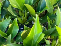 Leaves