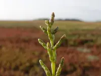 Glaucous Glasswort