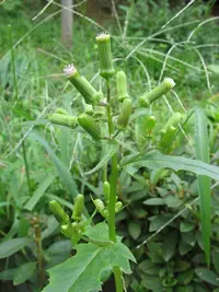 American Burnweed (Erechtites hieraciifolius) plant