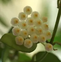 Hoya lacunosa (Hoya lacunosa) plant