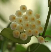 Hoya lacunosa (Hoya lacunosa) plant