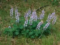 wild lupine (Lupinus perennis) plant