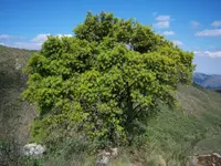 Pino Blanco
