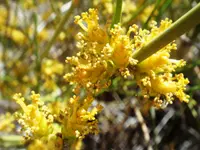 rough jointfir (Ephedra aspera) plant