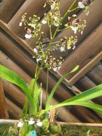 white-lipped oncidium