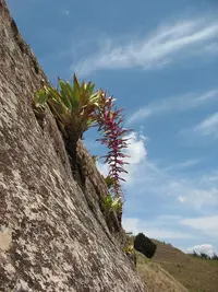 Tillandsia australis (Tillandsia australis) plant