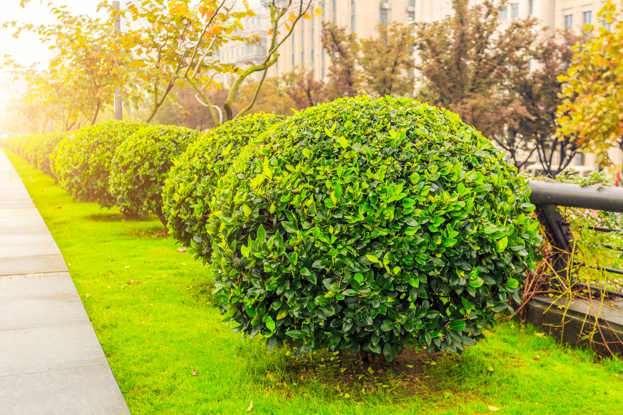 Shrubs in Landscaping