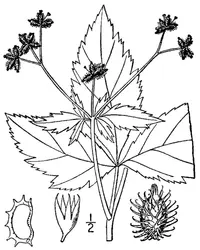 largefruit blacksnakeroot