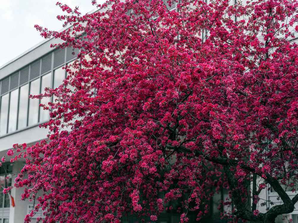 Best Flowering Trees for Front Yard - Crabapple