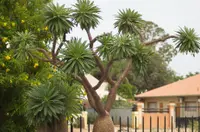 Madagascar palm (Pachypodium lamerei) plant