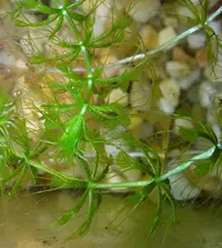 waterwheel plant