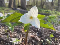 Trillium grandiflorum blooms