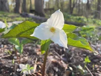 Trillium grandiflorum blooms