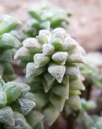 Anacampseros arachnoides (Anacampseros arachnoides) plant