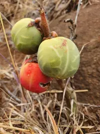 Adenia volkensii (Adenia volkensii) plant