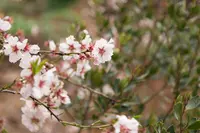 Almond Tree