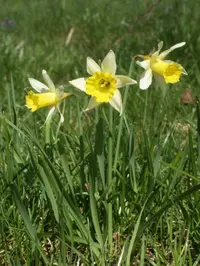 wild daffodil
