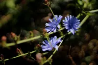 Cichorium intybus plant